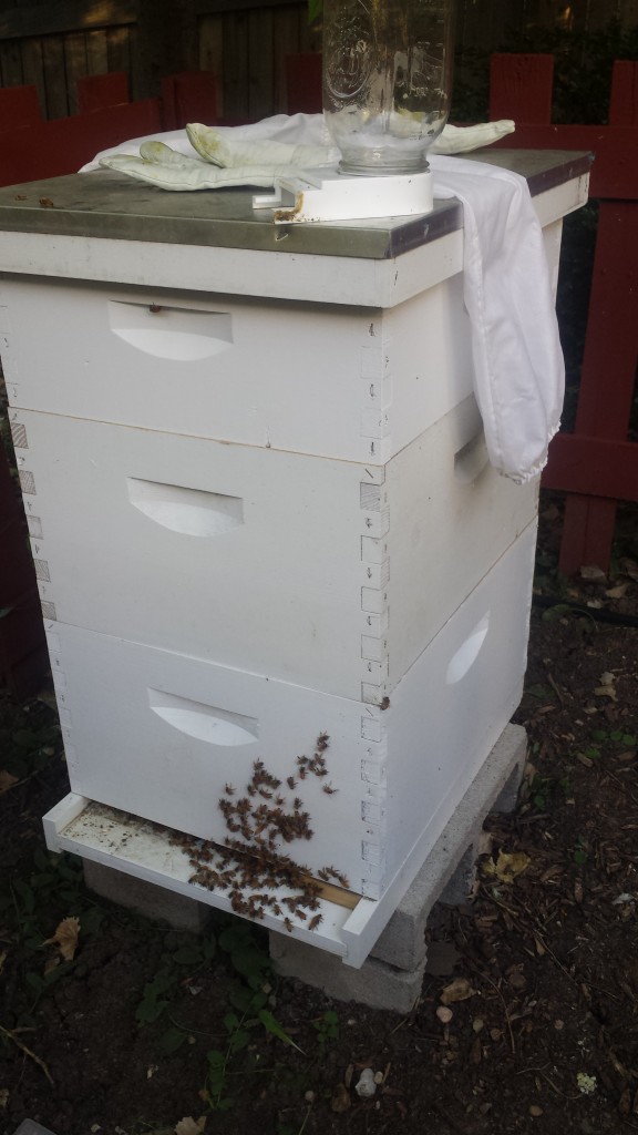 Left the equipment there for the bees to clean off the honey